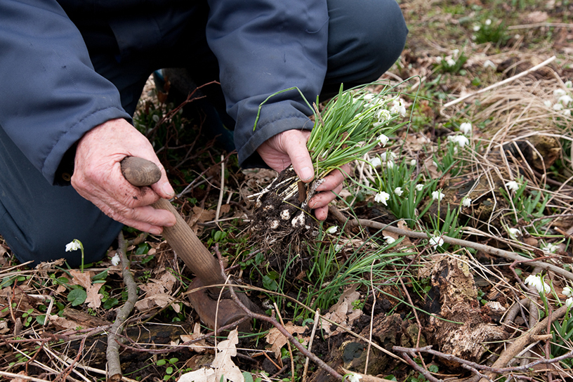 Polletjes sneeuwklokjes uitplanten.